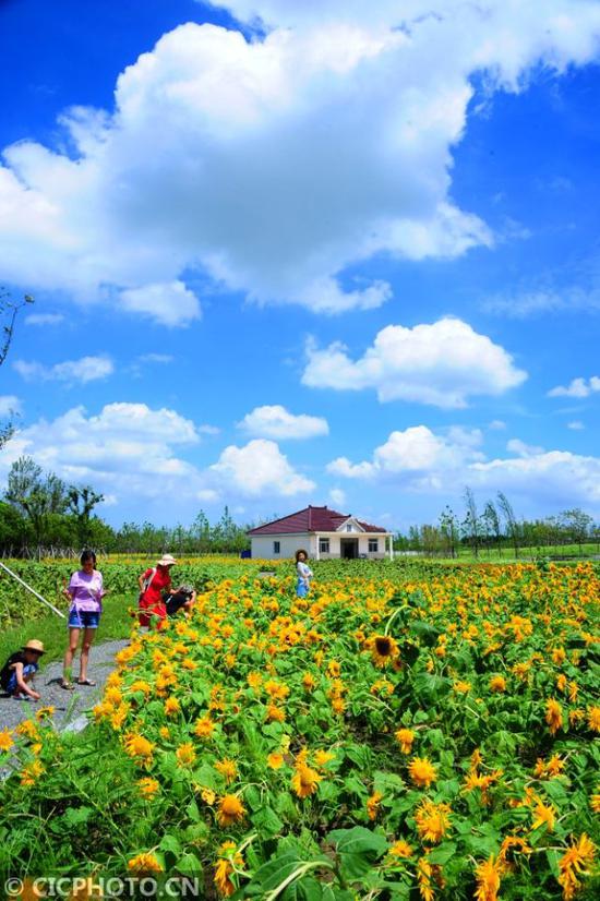 童话般的世界江苏太仓向日葵花海醉游人 手机新浪网