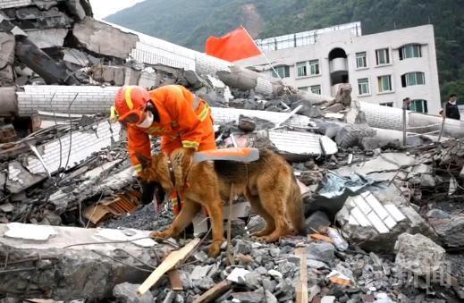 追忆我们的朋友功勋搜救犬沈虎 愿在天堂没有病痛 沈虎跟沈鹏在汶川