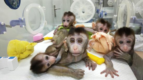 图说：5只生物节律紊乱体细胞克隆猴诞生 中科院神经科学研究所供图