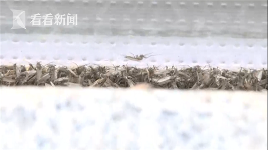 天气太冷成群小虫入室蹭暖气 专家:对人体无害
