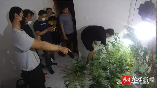 犯罪嫌疑人指认种植大麻现场