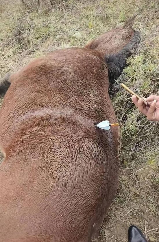 多地发生动物遭热成像无人机投箭射杀事件,有养猪场主称发现多支金属箭头,每支重约一斤,且丢失20多头猪