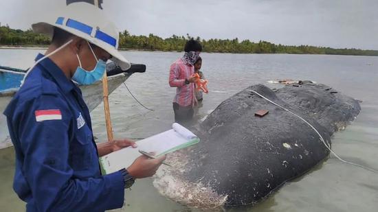 死去的鲸鱼（来源：加拿大哥伦比亚广播公司）