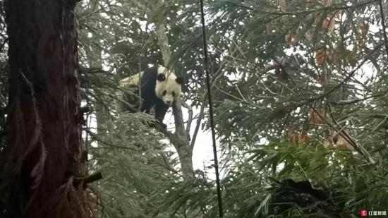 ▲1月14日，一只野生大熊猫出现在宝兴县新民村