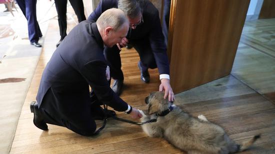 普京访问塞尔维亚时，又收获了一只小狗。（今日俄罗斯）