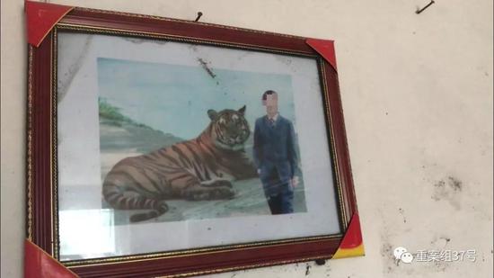 ▲龙和与老虎的照片。新京报记者 侯雪琪 摄