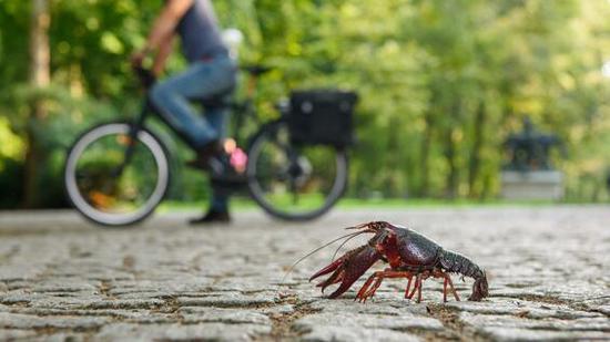  在柏林，经常可以见到“走上街头”的小龙虾（图源：《每日镜报》）