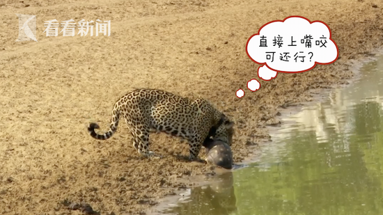 美洲豹想吃乌龟遭缩头躲避 身后蝴蝶还看戏
