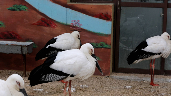 东方白鹳遭偷猎 为暴利竟给它下毒
