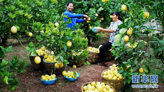 射洪村民正在水果地劳作.(射洪市委宣传部供图)