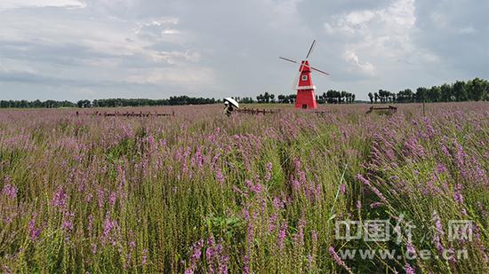  薰衣草花海。（经济日报-中国经济网记者 武晓娟/摄） 