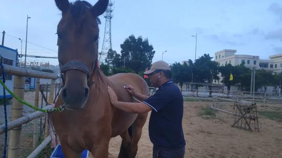 北京日报|福建晋江下海救人的第三匹英雄马“将军”已经痊愈