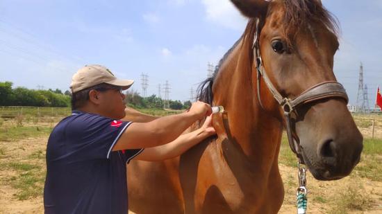 北京日报|福建晋江下海救人的第三匹英雄马“将军”已经痊愈