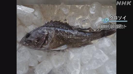 日本福岛海域发现放射性物质超标海鱼