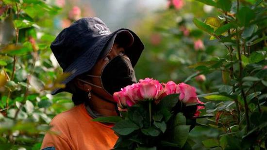 鲜花是厄瓜多尔向中国出口的产品之一。