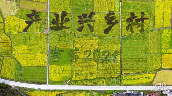 △2021年3月4日,湖南吉首市矮寨镇,油菜花田绘制巨幅“产业兴乡村”字样。