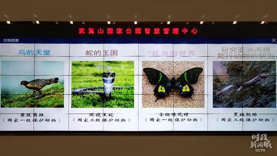 △武夷山国家公园共记录高等植物2799种,野生脊椎动物558种,有“鸟的天堂”“研究亚洲两栖爬行动物的钥匙”等美誉。(总台央视记者钟锐拍摄)