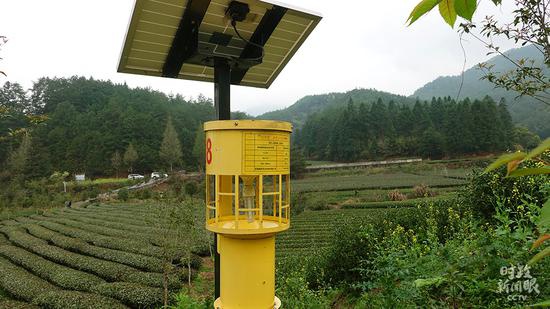 △茶园中的太阳能杀虫灯,有效减少病虫害发生。(总台央广记者潘毅拍摄)