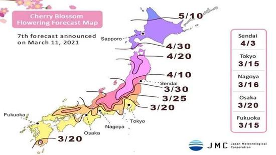 今年日本的樱花开得早