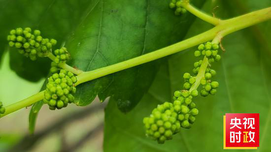  △葡萄产业成为毛竹山村的“致富果”、“绿色银行”。当前，葡萄正处于准备开花的季节。