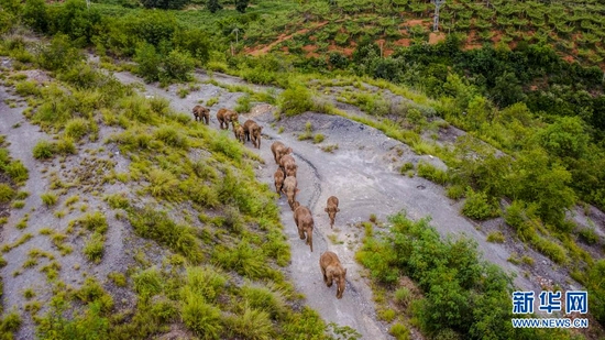 这是8月9日在云南省玉溪市元江县境内拍摄的象群（无人机照片）。新华社记者 胡超 摄