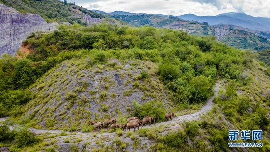  这是8月9日在云南省玉溪市元江县境内拍摄的象群（无人机照片）。新华社记者 胡超 摄