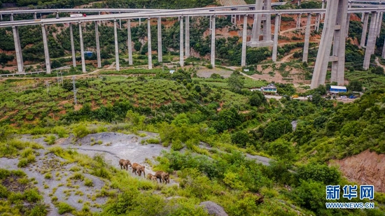 这是8月9日在云南省玉溪市元江县境内拍摄的象群（无人机照片）。新华社记者 胡超 摄