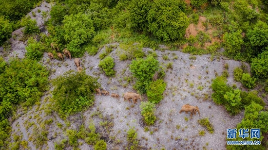 这是8月9日在云南省玉溪市元江县境内拍摄的象群（无人机照片）。新华社记者 胡超 摄
