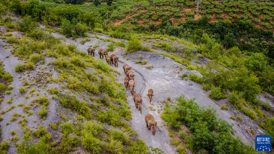 这是2021年8月9日在云南省玉溪市元江县境内拍摄的象群（无人机照片）。新华社记者 胡超 摄