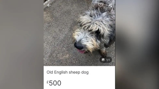 救助站工作人员发现一岁的“流浪狗”麦吉在网上售价500英镑。 图源：BBC