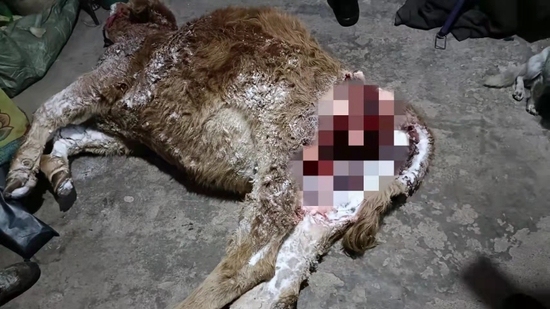 被咬死的牛　受访者供图