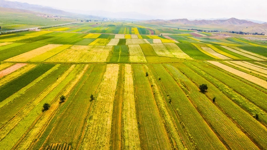  ↑这是内蒙古固阳县的油菜花田（无人机照片，2021年7月24日摄）。