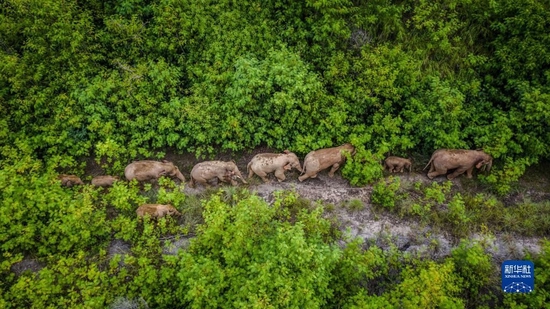  这是在云南省玉溪市元江县境内拍摄的象群（无人机照片，2021年8月9日摄）。新华社记者 胡超 摄