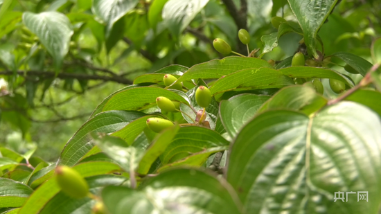 南阳八大宛药之一山茱萸（央广网发 张惟一 摄）