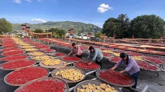 △“晒秋”一景