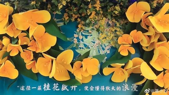 金桂怎么栽