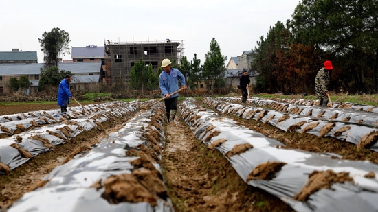  资料图：2023年2月14日，在江西省吉安市峡江县马埠镇朱家村，农民在摊铺薄膜（图片来源：CFP）