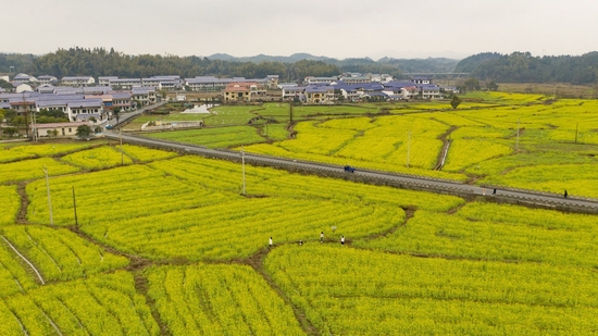  资料图：江西新余，油菜花绽放，农机在花海中翻耕土地（图片来源：CFP）