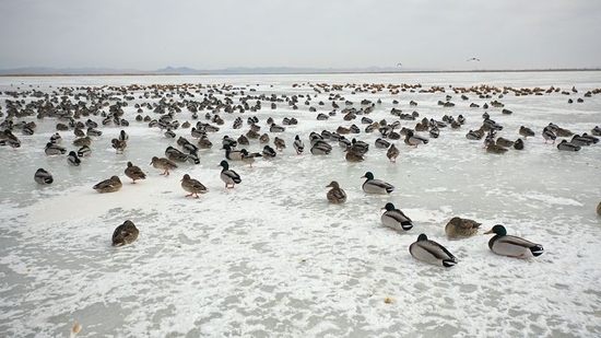  乌梁素海迎来2023年春首批北归候鸟。
