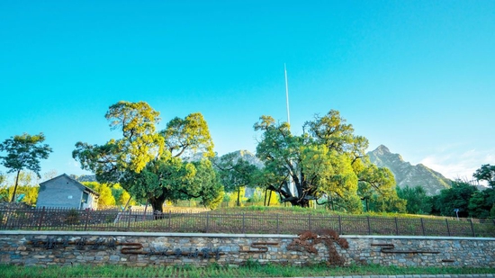  经过挪路改造，以“九搂十八杈”和另外一棵1000多年树龄的古柏为核心的古柏主题公园于2022年建成。