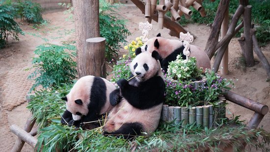 特稿｜推动战略合作伙伴关系不断向前发展——韩国各界对习近平主席国事访问充满热切期待