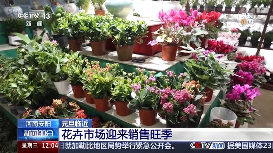 视频丨元旦假期你打算怎么过？各地举办多彩活动迎新年