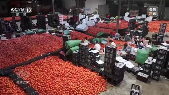 焦点访谈丨荒山长出果实 鲜蔬通达九州 他们用汗水书写“南菜北运”的奋斗之路