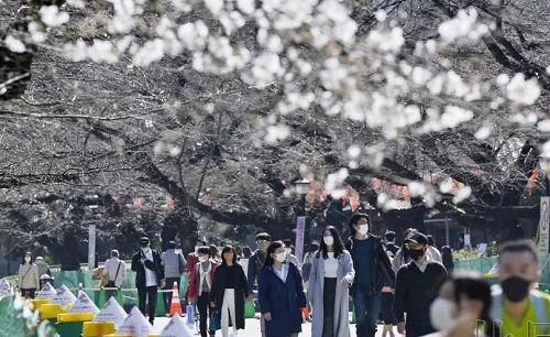 疫情下，日本樱花只能尽量开给日本人看了