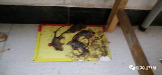 ▲陈浩家人提供的宿舍内发现死老鼠的照片。        受访者供图