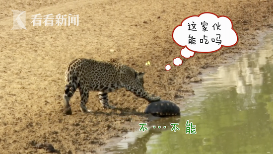 美洲豹想吃乌龟遭缩头躲避 身后蝴蝶还看戏