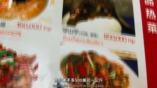 穿山甲是新冠病毒中间宿主？它比熊猫还珍贵