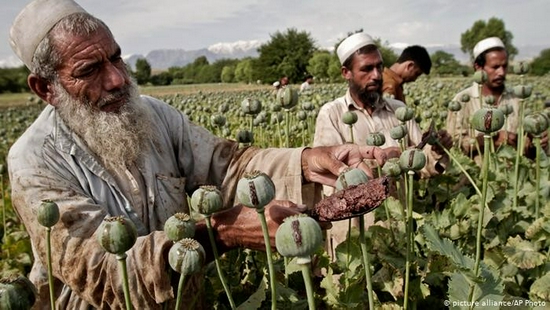 阿富汗的罂粟种植产业