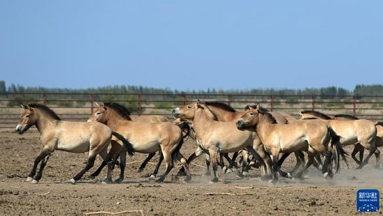 这是2021年8月9日在新疆野马繁殖研究中心拍摄的普氏野马。新华社记者 丁磊 摄