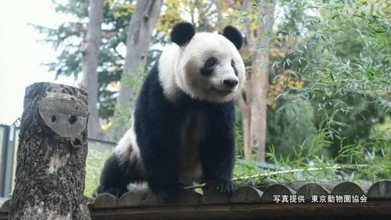 旅日大熊猫“香香”归还中国日期再延半年 已三次延期